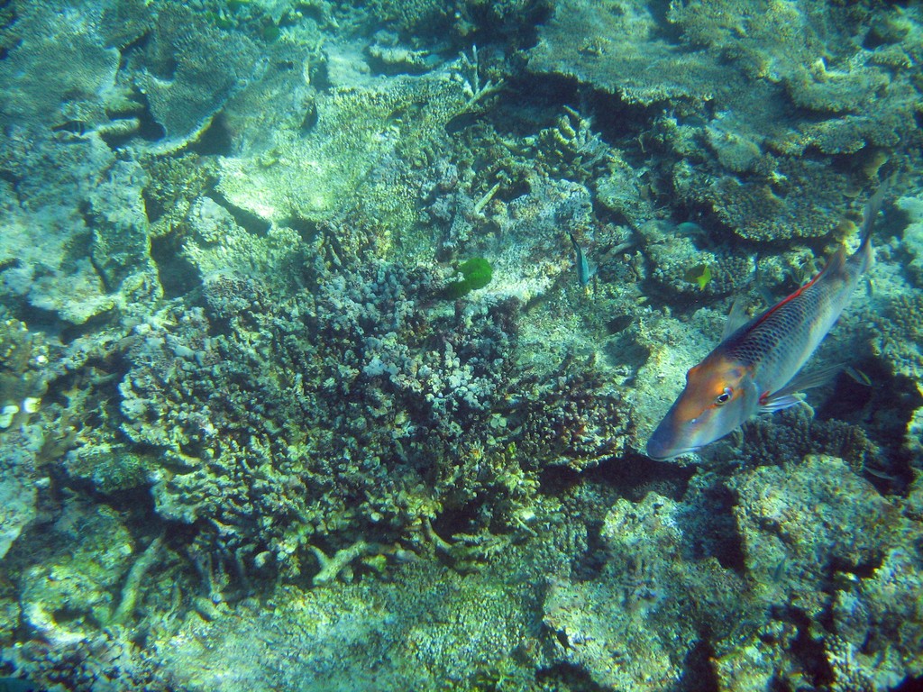Reef & Marine Life